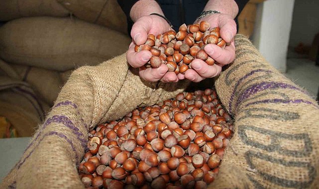 Giresun'da fındık fiyatları düşük seyrini sürdürüyor