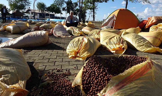 Giresun'da fındık kurutma telaşı yağmura takıldı