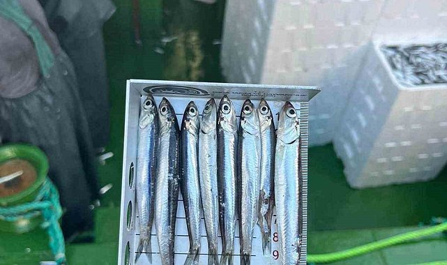 Gırgır teknelerinde balık boyu denetimi
