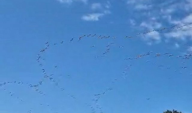 Göç eden leylek sürüsü gökyüzünde görsel şölen oluşturdu