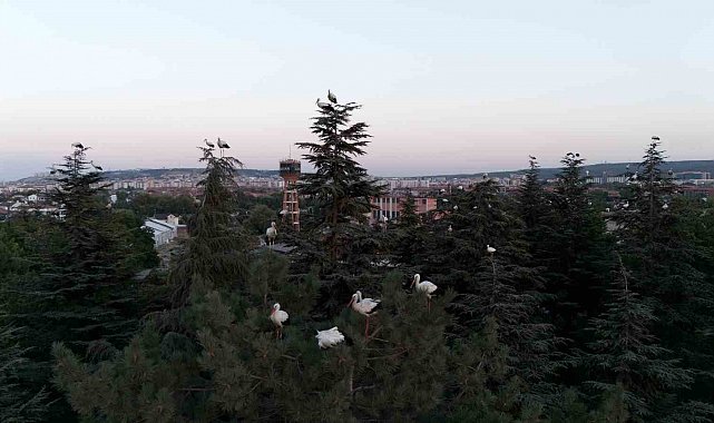 Göç yolculuğuna mola veren leylekler dron ile görüntülendi