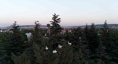Göç yolculuğuna mola veren leylekler dron ile görüntülendi