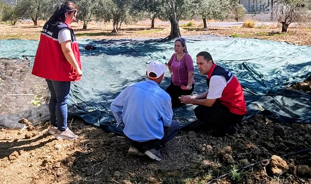 Gömeç te Zeytin Hasadına başlandı