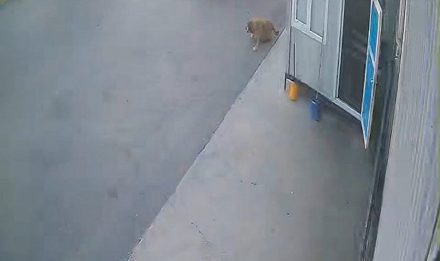 Görenlerin içini sızlatan görüntü