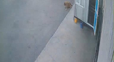 Görenlerin içini sızlatan görüntü