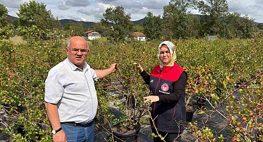Gümüşova'da Yaban Mersini ve Aronya üretimi için yeni adım