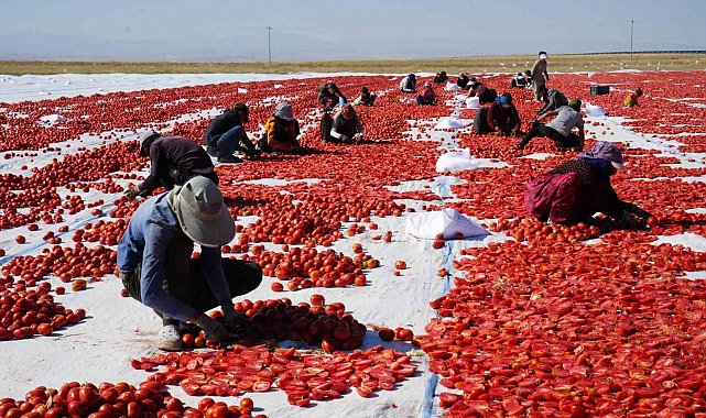 Güneş ve poyrazla kurutulan Niğde domatesi dünya sofralarına ulaşıyor