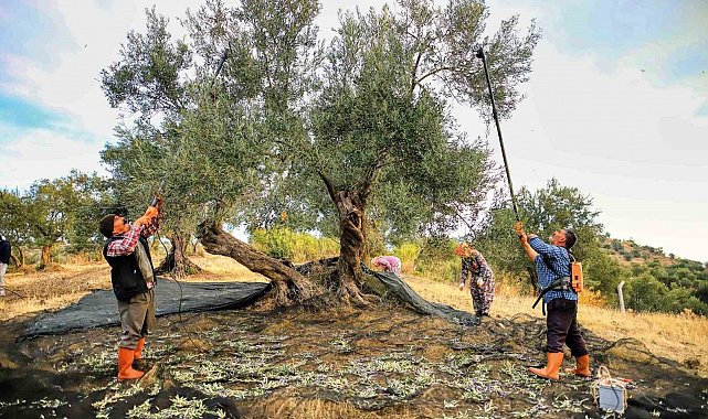 Güney Marmara'da zeytin hasadı başladı, üreticinin gözü fiyatta