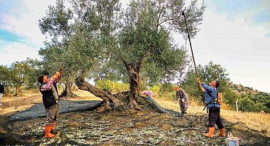 Güney Marmara'da zeytin hasadı başladı, üreticinin gözü fiyatta