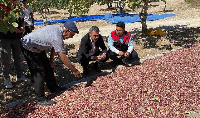 Güney'de toplanan Antep fıstıkları üreticinin yüzünü güldürüyor