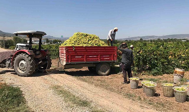 Güneyli üzüm üreticilerinden alıcılara fiyat tepkisi