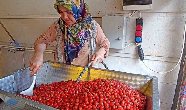 Günler süren işlem dakikalara indi: Kuşburnu marmeladı zamanı