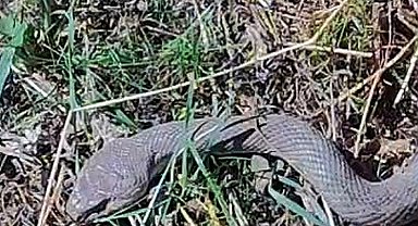 Hakkari'de 1,5 metrelik kocabaş yılanı görüntülendi