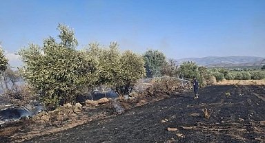 Hassa'da zeytinlik alan ve anız yangını geniş alana yayılmadan söndürüldü