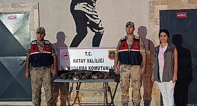 Hatay'da 7 arı şahini avlayan şahsa ceza yağdı