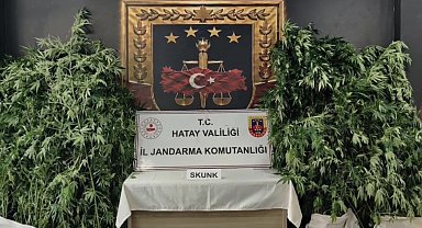 Hatay'da jandarmadan uyuşturucu operasyonu: 371 kök kenevir ele geçirildi