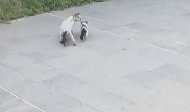 Havalandırma boşluğuna düşen yavru kediyi itfaiye kurtardı