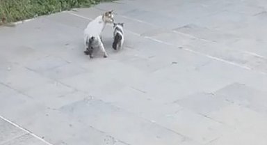 Havalandırma boşluğuna düşen yavru kediyi itfaiye kurtardı
