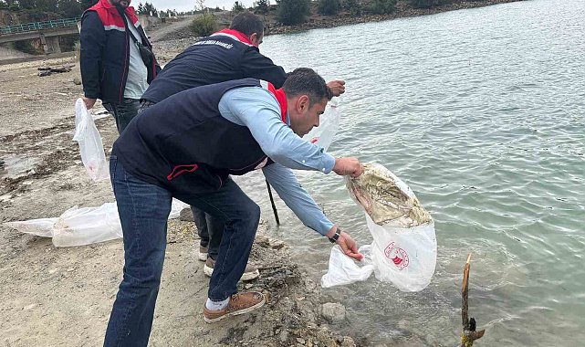 Havza'da göletlere 110 bin yavru sazan bırakıldı