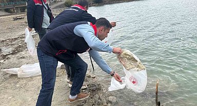 Havza'da göletlere 110 bin yavru sazan bırakıldı