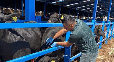Hayvan sağlığı için işletmeler tek tek geziliyor