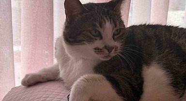 Hırçın kedi hırsızlara geçit vermedi; O anlar kamerada