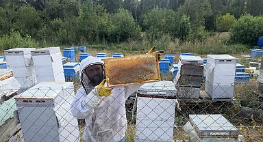 Hobi olarak 3 kovanla başladı, şimdi 250 arı kovanı var