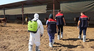 Iğdır'da hayvan sağlığı için aşılama ve dezenfeksiyon seferberliği