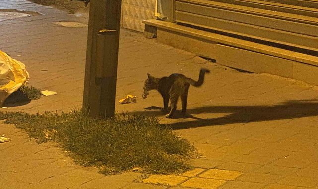 Iğdır'da kedinin fareyle 20 dakikalık oyunu kamerada
