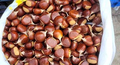 İnebolu'da kestane pazara indi: Kilogramı 400 liradan satılıyor