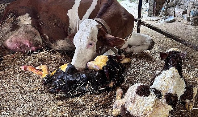 İneği ikiz doğuran vatandaş büyük sevinç yaşadı