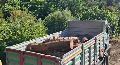 İskenderun'da kaçak ağaç kesimi yapanlara işlem yapıldı