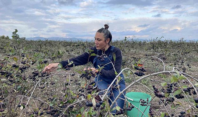 İstanbullu Birsen, modelistliği bırakıp çiftçi oldu: Aronya ve çilek üretiyor