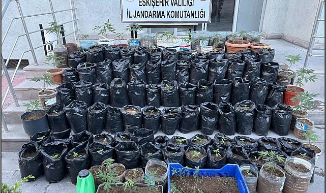 Jandarma saksılarda yetiştirilen 161 kök kenevir bitkisi ile esrar ele geçirdi