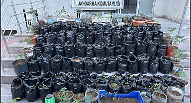 Jandarma saksılarda yetiştirilen 161 kök kenevir bitkisi ile esrar ele geçirdi