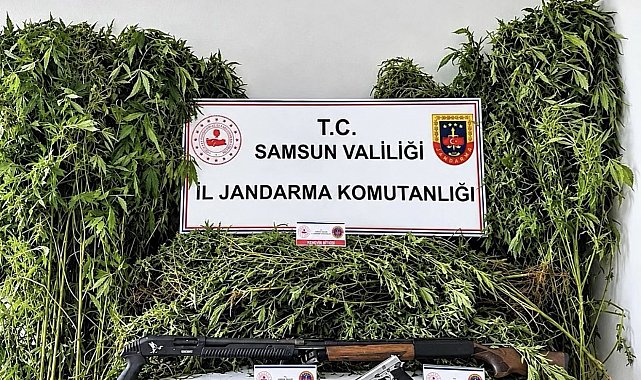 Jandarma tarlada ekili 756 kök kenevir ele geçirdi