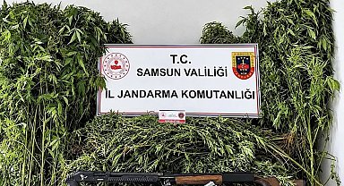 Jandarma tarlada ekili 756 kök kenevir ele geçirdi