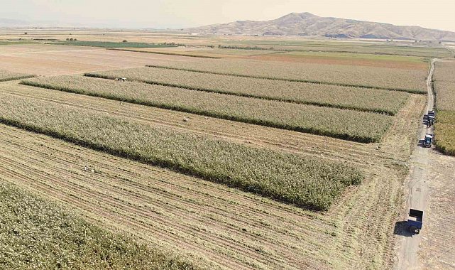 Kahramanmaraş'ta ak darı hasadına başlandı