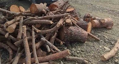 Kahramanmaraş'ta kaçak orman emvali