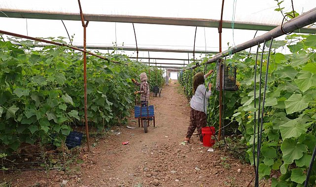 Kahramanmaraş'ta turşuluk ürünlerde hasat dönemi