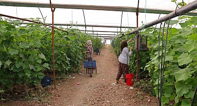 Kahramanmaraş'ta turşuluk ürünlerde hasat dönemi