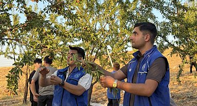 Kahta'da gönüllü gençler badem hasadına katıldı