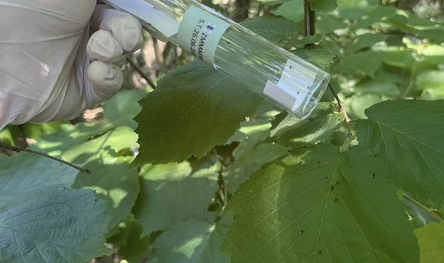 Kahverengi kokarca ile mücadele aralıksız sürüyor