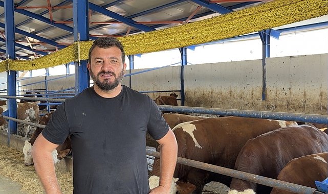 Kamyona binmek istemeyen dana firar etti, güçlükle yakalayabildiler