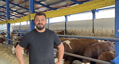 Kamyona binmek istemeyen dana firar etti, güçlükle yakalayabildiler