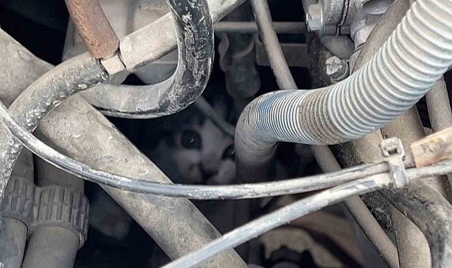 Kaputta sıkışan yavru kedinin imdadına itfaiye yetişti