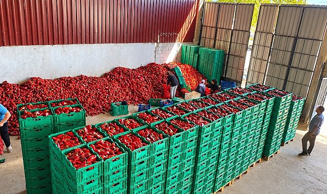 Kapya biber de bolluk fiyatları düşürdü