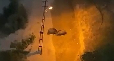 Karabük'te iki yaban domuzunun kavgası kamerada