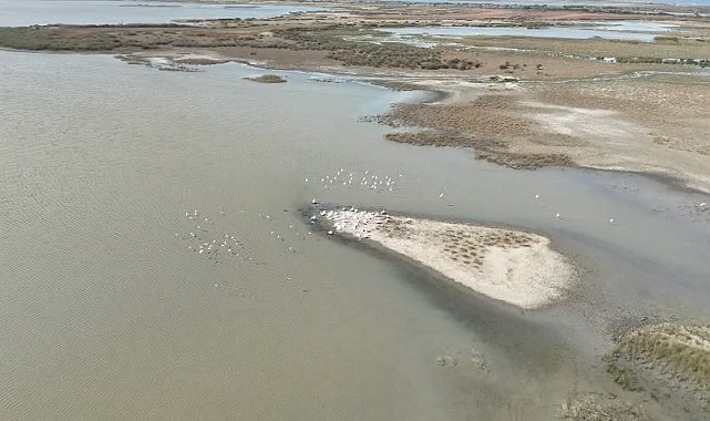 Karacabey'de göl üzerinde pelikanlar havadan görüntülendi