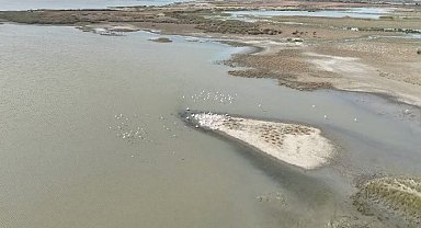 Karacabey'de göl üzerinde pelikanlar havadan görüntülendi